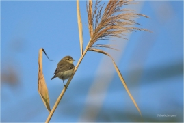 <p>BUDNÍČEK MENŠÍ (Phylloscopus collybita) /Common chiffchaff – Zilpzalp/</p>